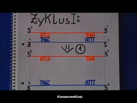 PCR: Polymerase-Kettenreaktion - Mechanismus (Deutsch) 1.0