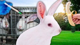 Breaking 10 Rabbits out of a Testing Laboratory!!!