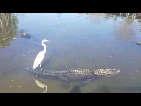 Que em 2019 Você Tenha a Coragem Dessa Garça