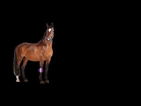 A Veterinarian's guide to treating the Carpus with Arthramid