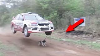 Животные, которым реально повезло!