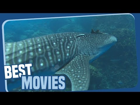 Ozeane dieser Welt - Walhaie – Die sanften Riesen - Tierdokumentation (ganze Episode auf Deutsch)