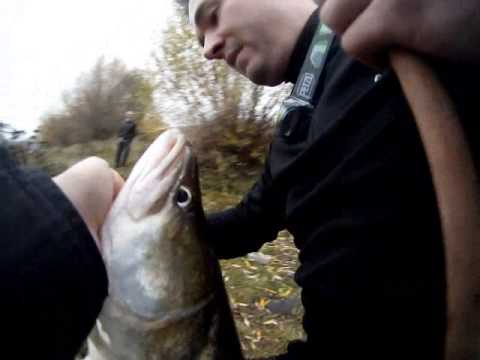 Zander Zirkus - Monster Zander auf Keitech Fat Swing Impact