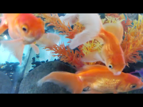 Goldfish Community