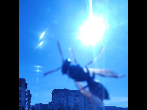 sky - პრანჭვით