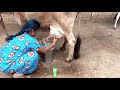Village Life Cow Milking Cow Milking By Hand Village Cow Milking By Hand Cow Milking Video
