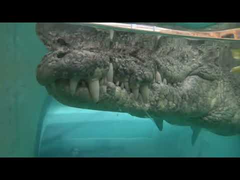 Croccove -  The Cage of death, Darwin, Australia