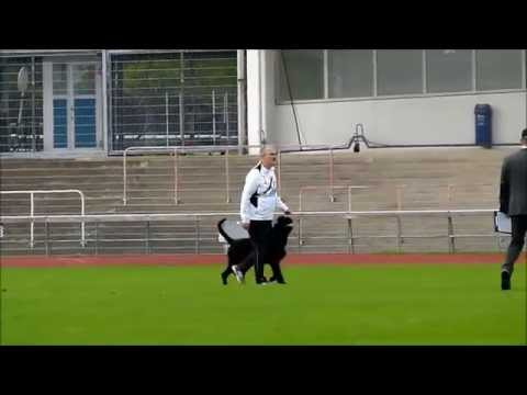 BODO vom Hexenwald - FCI WM 2014 Malmö - B = 88