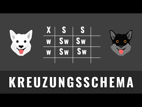 Kreuzungsschema erstellen | Mendelsche Regeln und Vererbung | Biologie Abitur