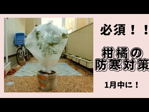 園芸 冬の柑橘類を守る