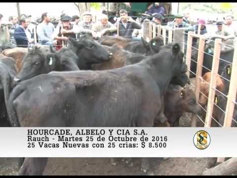 25-10-16 Venta de Vientres - Hourcade, Albelo y Cia S.A. - Rauch.