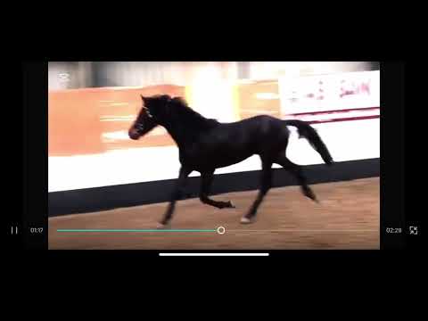 Castle Forbes lord lancer mare - Image 2