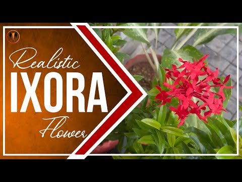 Ixora flower using crepe paper | Craft | Arcane View