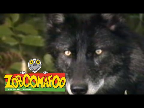 Zoboomafoo 111 - Fierce Creatures (Full Episode)