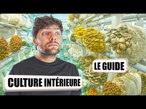 🍄 Growing Mushrooms Indoors [The Guide]