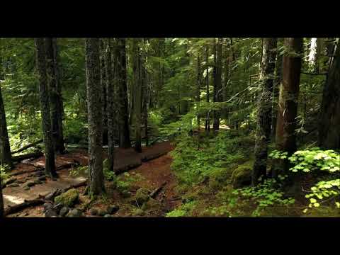 Sonido del bosque (sounds of forest) relajación, meditación, descanso!