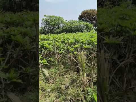 Green red kaner plant