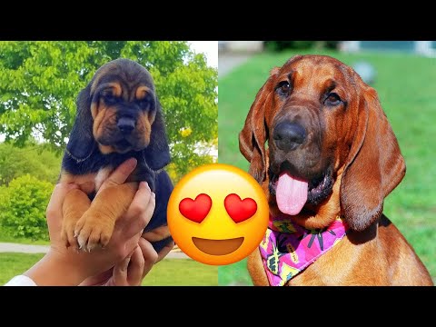 Bloodhound — Cute And Hilarious Videos And Tik Toks Compilation