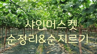 #샤인머스켓재배방법 #샤인머스켓순정리,순지르기 방법