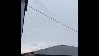 Download lagu SP LINTAS mp3 Download lagu SP LINTAS mp3