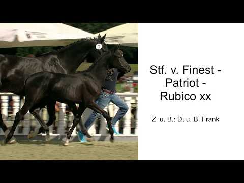 Stf v Finest x Patriot x Rubico xx 2017