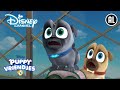 Puppyvriendjes | Empire State Building | Disney Channel NL