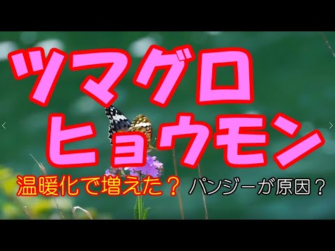 ツマグロ科 - 定義
