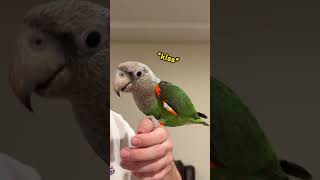 Parrot Says I Love You and Gives Kisses!