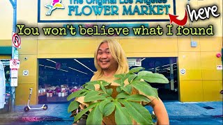Found the COOLEST Plants EVER at the L.A. Flower Market!