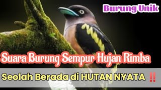 Download lagu Burung unik dan langka || Sempur Hujan Rimba Jantan suaranya hutan asli mp3