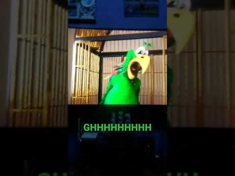 who gonna win booba or bird