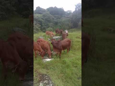 FINCA *JG*  RONDÓN (BOYACÁ)