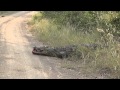 Cocodile Crossing Road