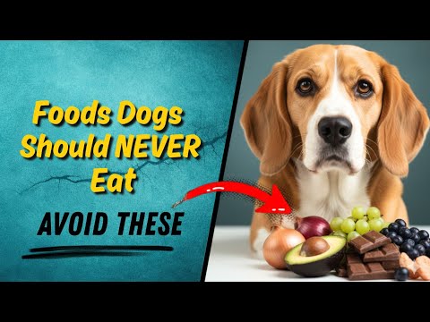 10 Foods That Are TOXIC to Dogs (Never Feed These)