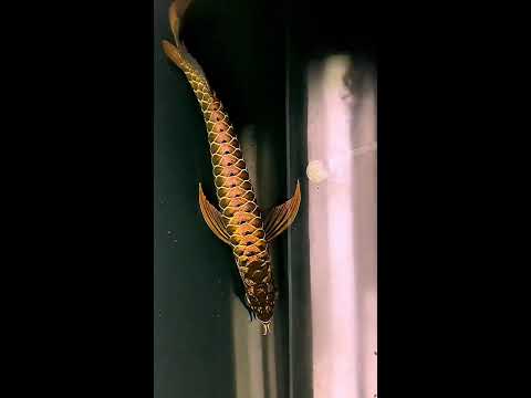Indonesia Super Gold Arowana Fish #Shorts