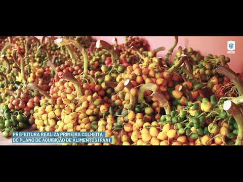 Começa a colheita de alimentos pelo Plano de Aquisição de Alimentos (PAA) 