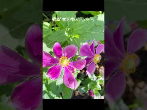 屋外の吊り下げ花: この夏、バルコニー、テラス、庭を飾る、色とりどりの美しい植物 10 個  庭園