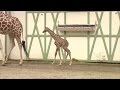 Babygiraffe Artis voor het eerst buiten - RTL LIVE