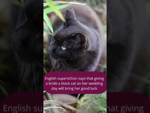 Superstitions about Black Cats. #shorts