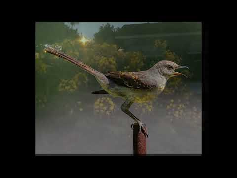 Northern Mockingbird Song