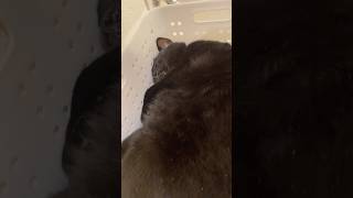 【黒猫】健やか