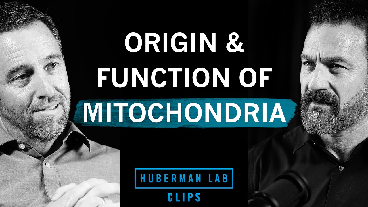 Origin of Mitochondria & How They Produce Energy | Dr. Jared Rutter & Dr. Andrew Huberman