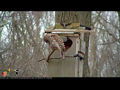 Male Barred Owl Makes Split Second Prey Delivery To Nest Box – April 10, 2018