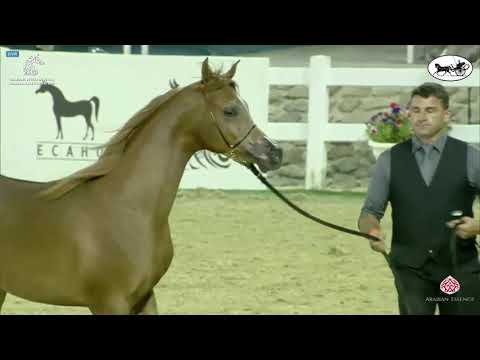 N 172 WASEEM AL BAHYA   Sharjah International Arabian Horse Festival 2021   Yearling Colts Class 7B