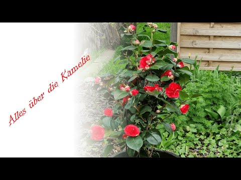 Alles über die Kamelie