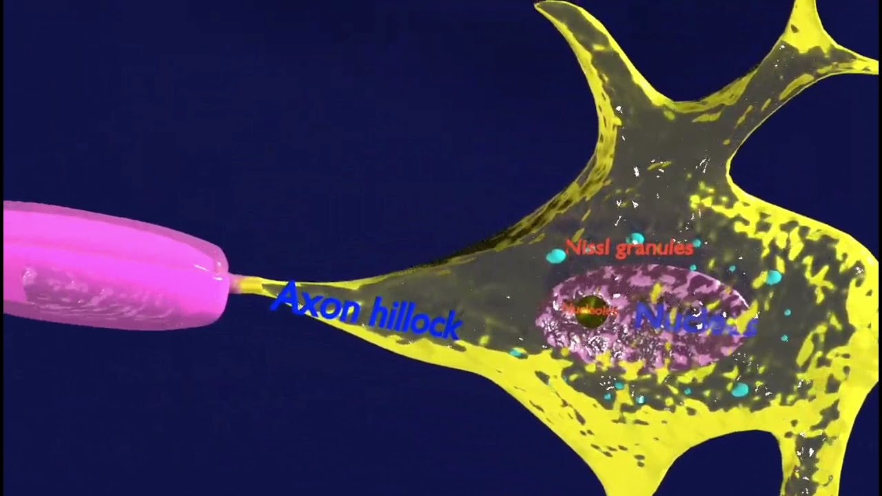 3D Neuron axon parts labelled detail model 3D Model
