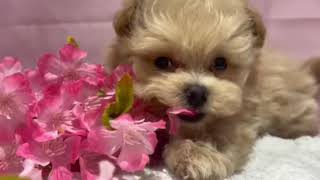 ハーフ犬の動画01