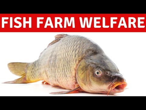 , title : 'Is Fish Farming Factory Farming? Animal Welfare in Aquaculture