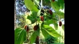 Atirei o pau no gato Nelson Freire