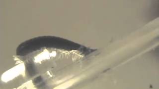 youtube   matt mcginn   the wee kircudbright centipede